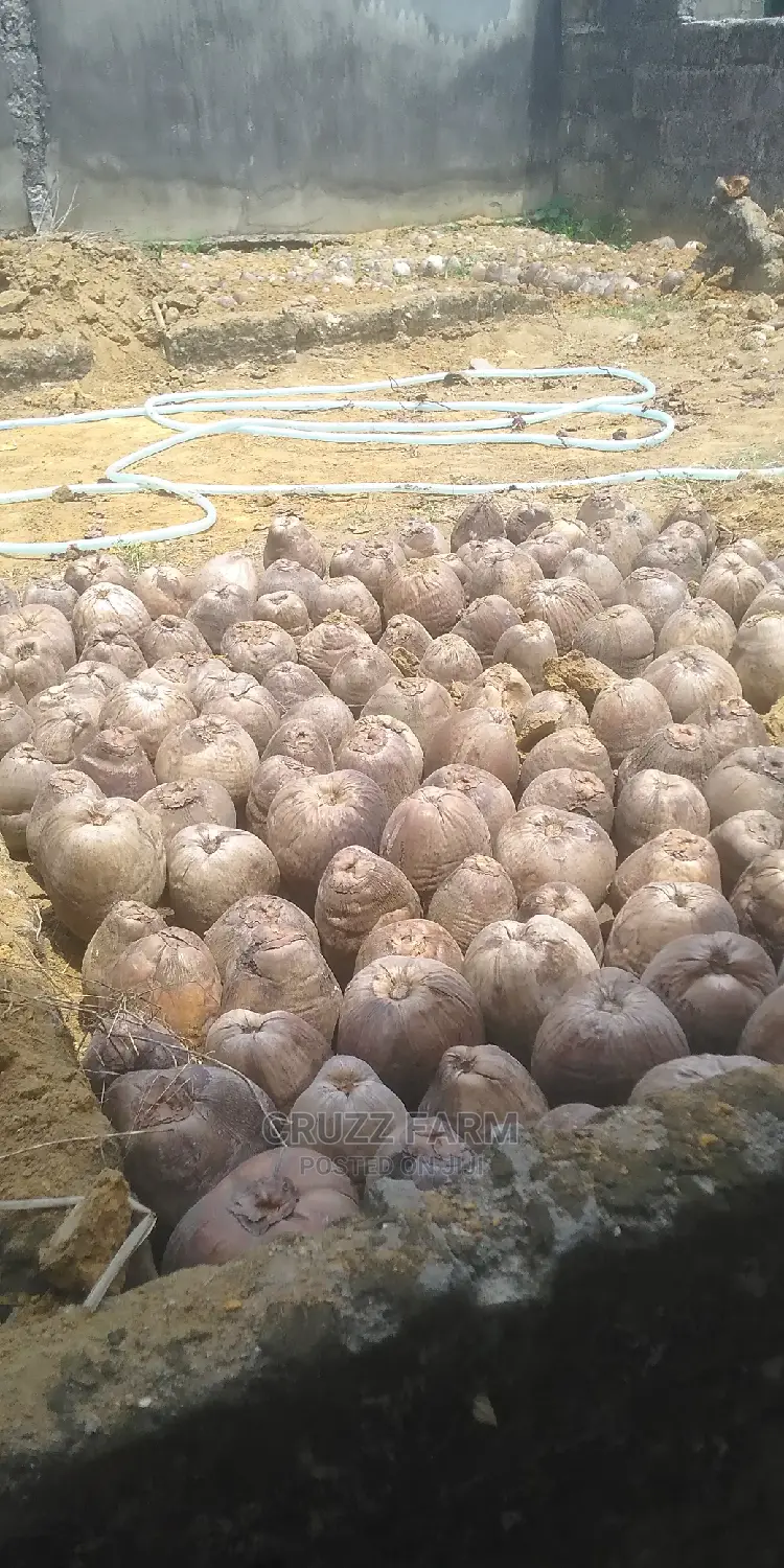Hybrids and Dwarf Coconut Seedlings