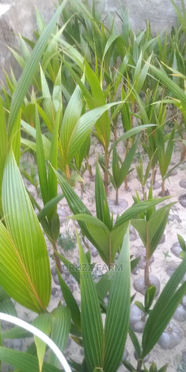 Hybrids and Dwarf Coconut Seedlings