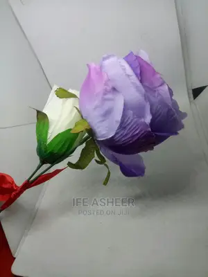 Photo - Beautiful and Exotic Rose Flowers for Your Loved Ones