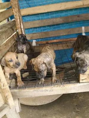1-3 months Female Purebred Boerboel