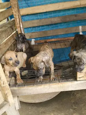 1-3 months Female Purebred Boerboel