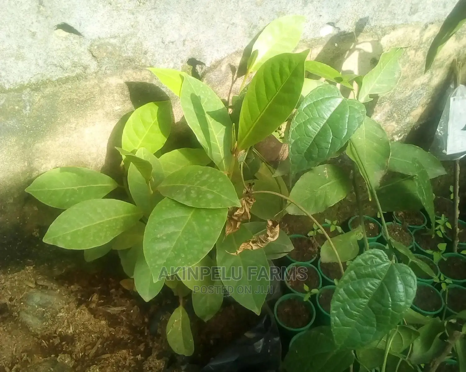 Cashew Seedlings-(Brazillian Spp)