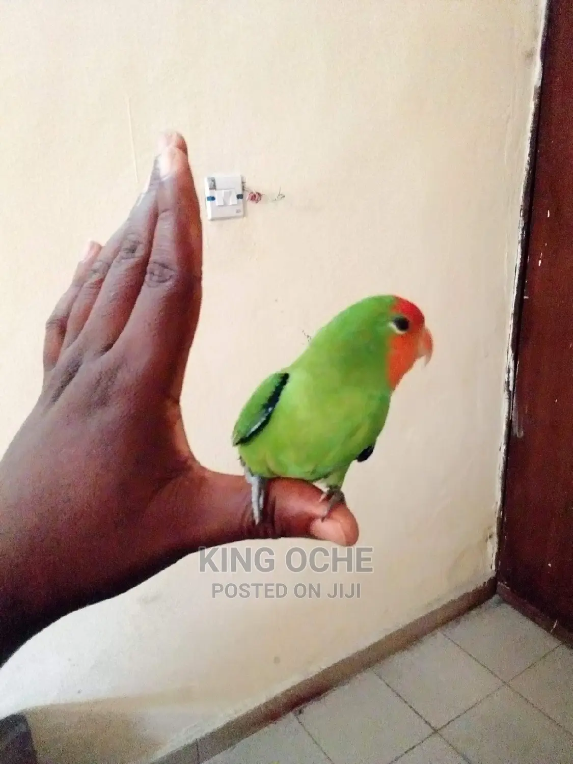 Pet Lovebird