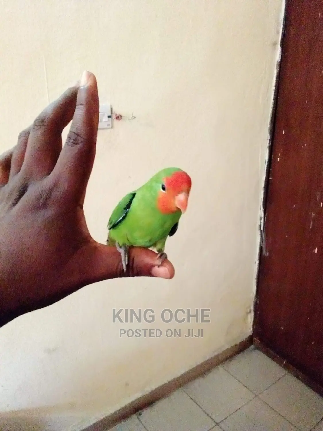 Pet Lovebird