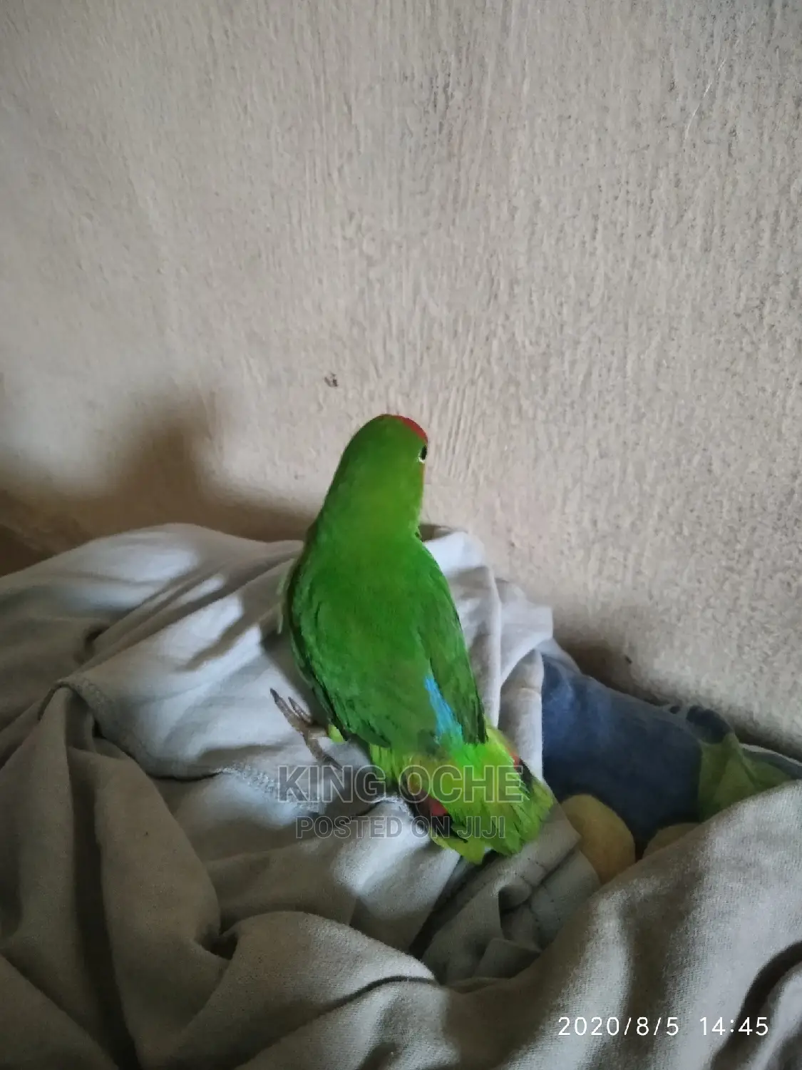 Pet Lovebird