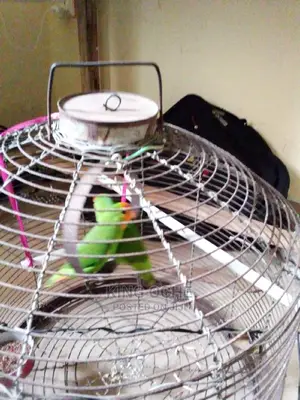 Pet Lovebird