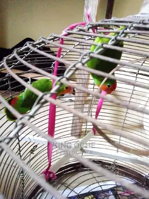 Pet Lovebird
