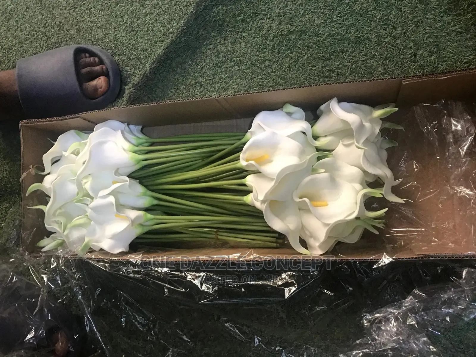 Mini Cana Lilies
