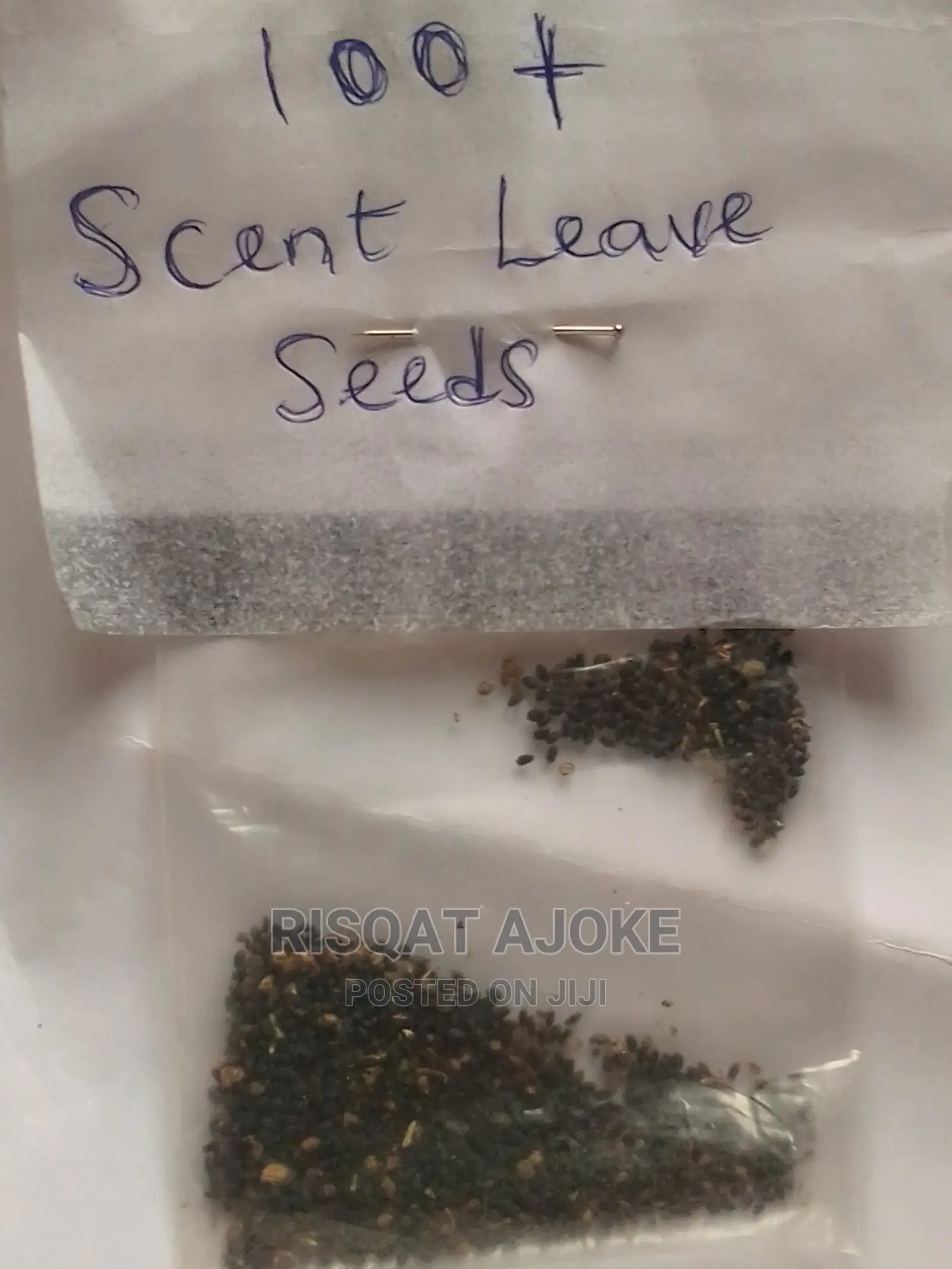 Scent Leave Seeds Scentleaf Scentleave
