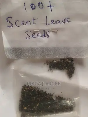 Scent Leave Seeds Scentleaf Scentleave