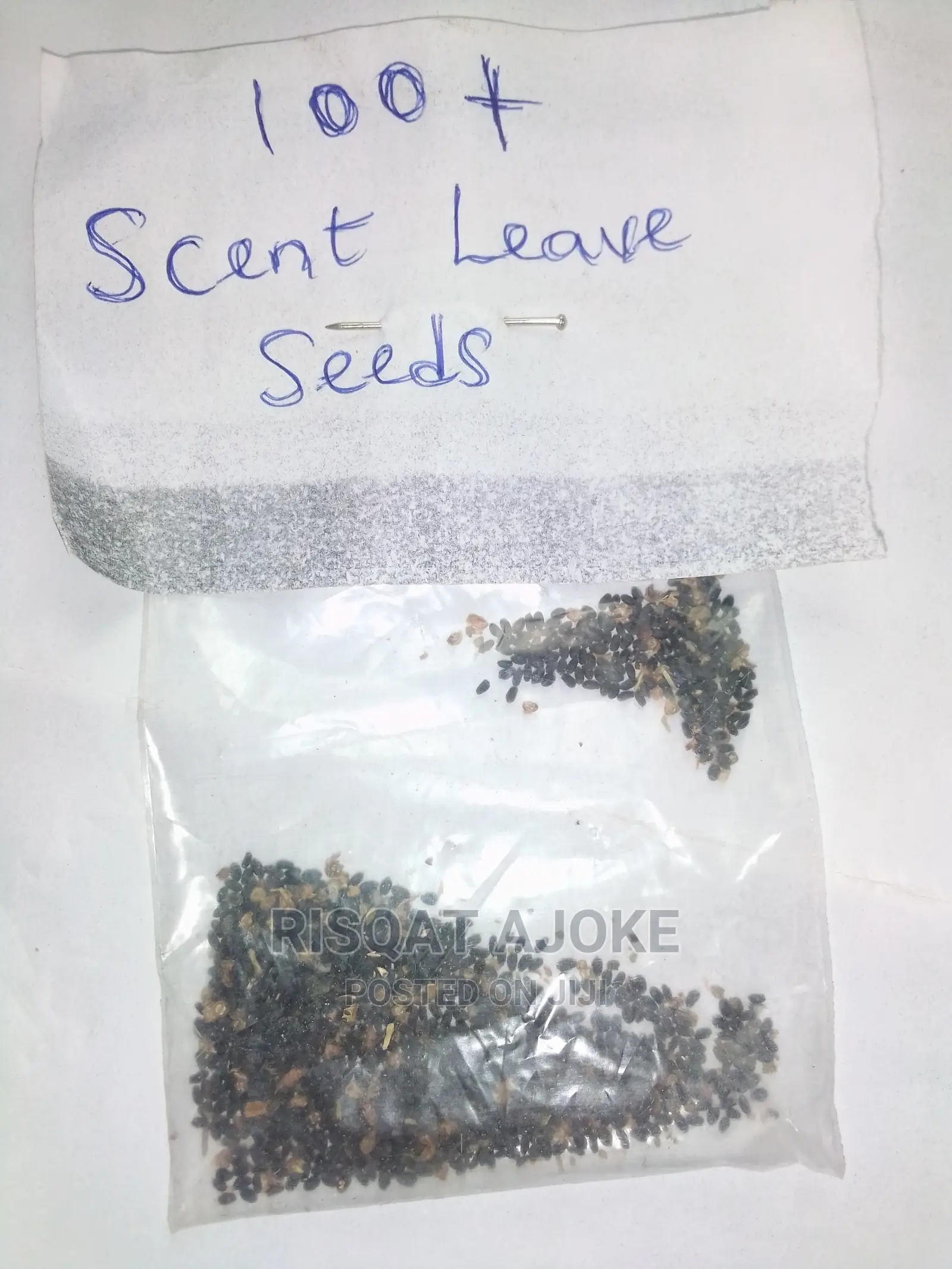 Scent Leave Seeds Scentleaf Scentleave