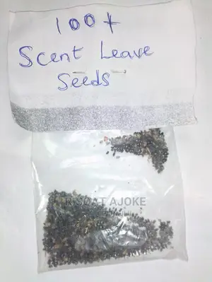 Scent Leave Seeds Scentleaf Scentleave