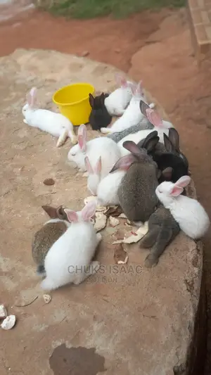 Rabbit For Sale