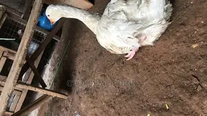Laying Goose