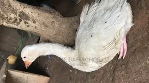Laying Goose
