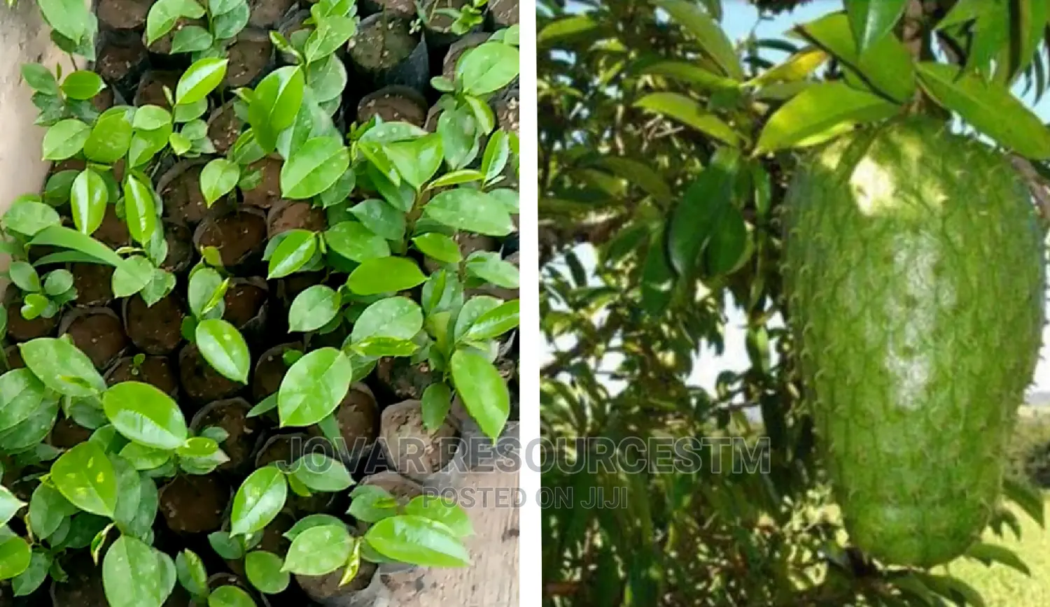 Best Soursop Seedling