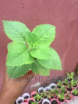 Oregano Seedlings (Oregano Vulgare, Cuban And Greek Oregano)