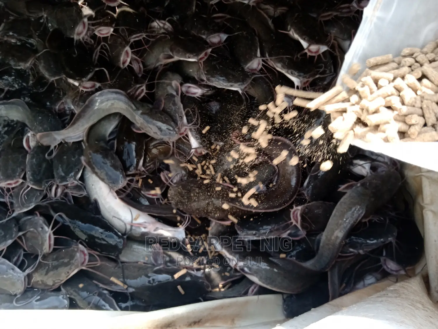 Local Fish Feed