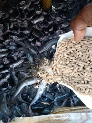 Local Fish Feed