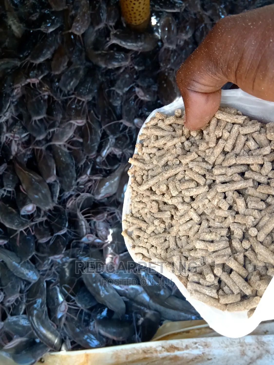 Local Fish Feed