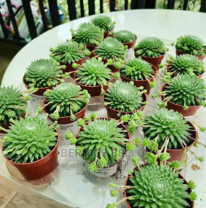 Indoor Outdoor Plants