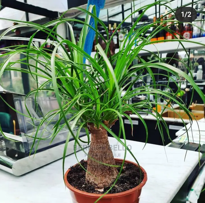 Indoor Outdoor Plants