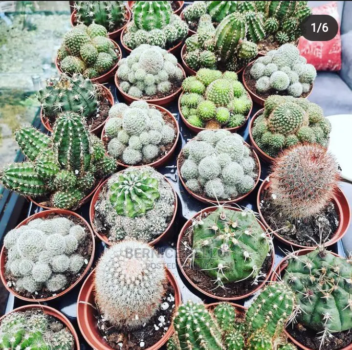 Indoor Outdoor Plants