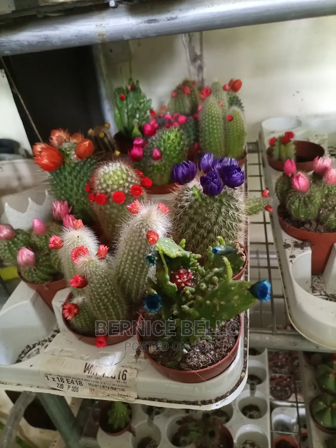 Indoor Outdoor Plants