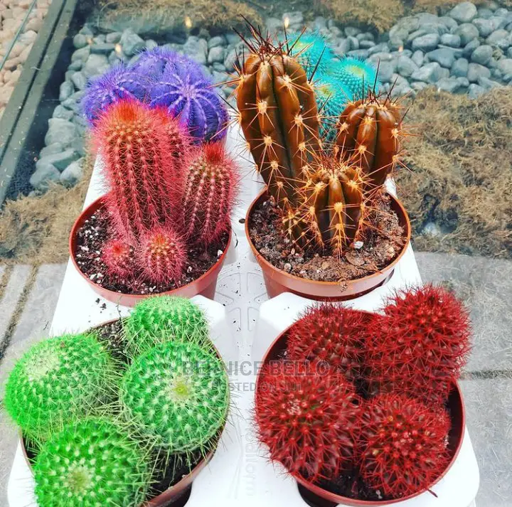 Indoor Outdoor Plants