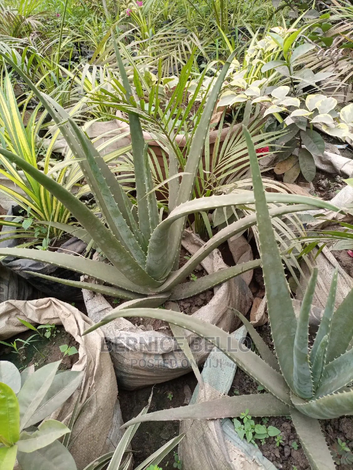 Indoor Outdoor Plants