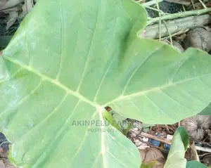 COCOYAM Suckers.