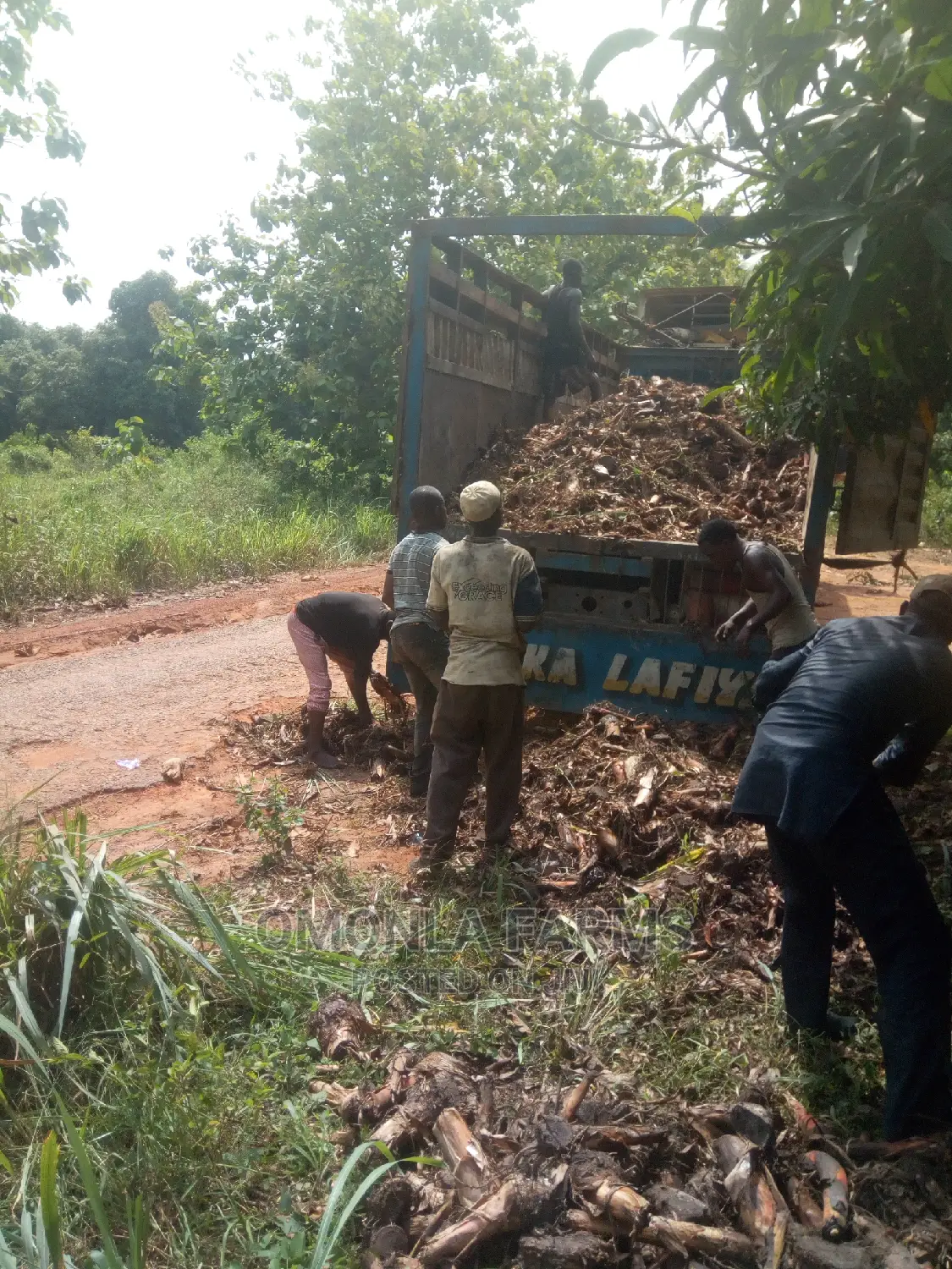 Plantain Suckers. Ogede Agbagba