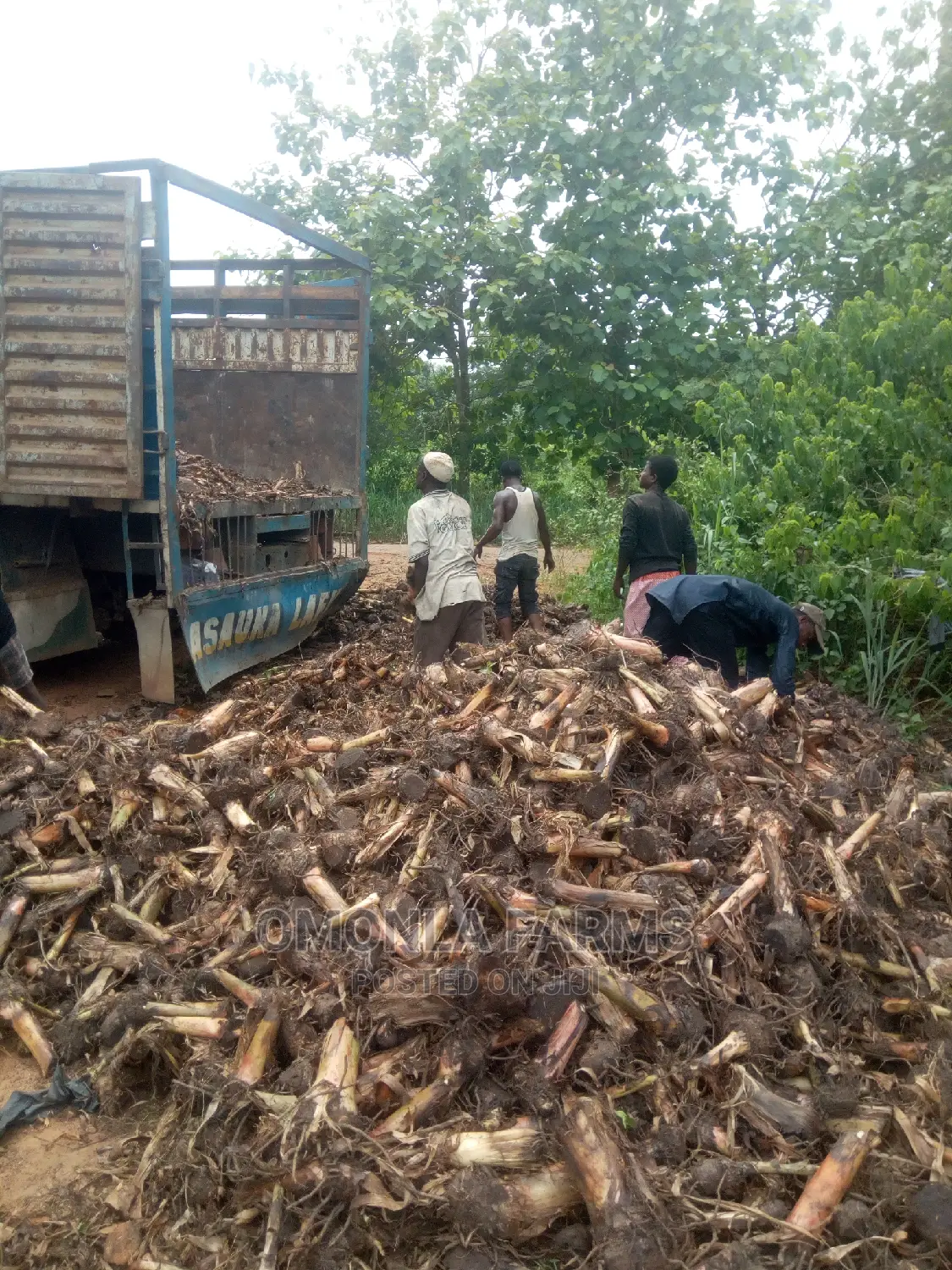 Plantain Suckers. Ogede Agbagba