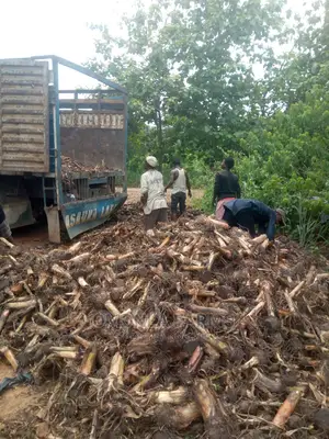 Plantain Suckers. Ogede Agbagba
