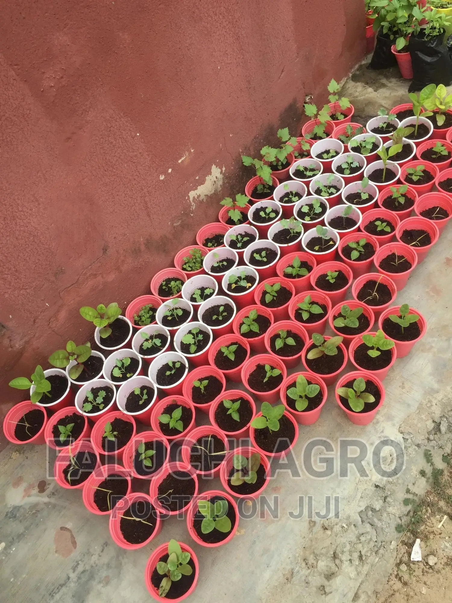 Spinach Seedlings (Malabar)