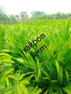 Hybrid Tenera Oil Palm Seedlings