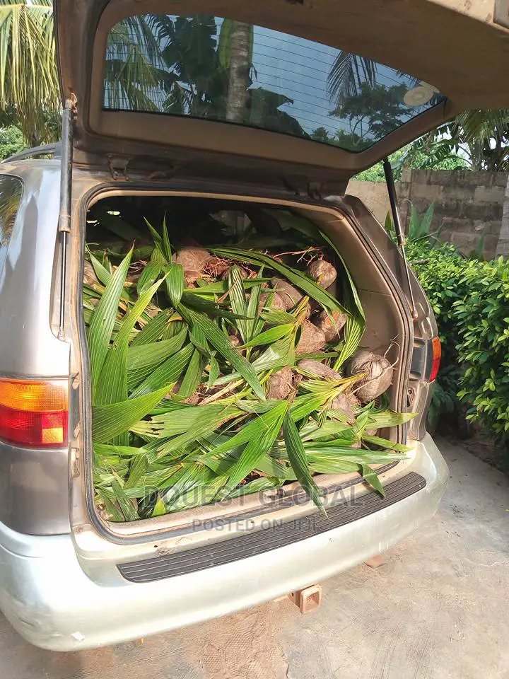 Dwarf And Hybrid Coconut Seedlings