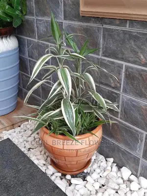Poted Plants To Purify The Air