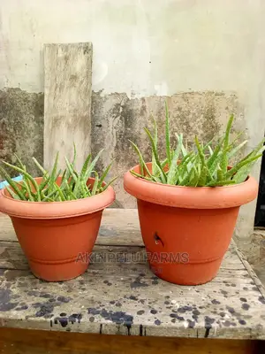 Aloe Vera Plant