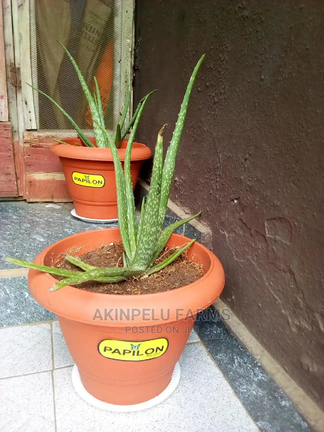 Aloe Vera Plant