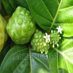 Dwarf Noni Seedlings