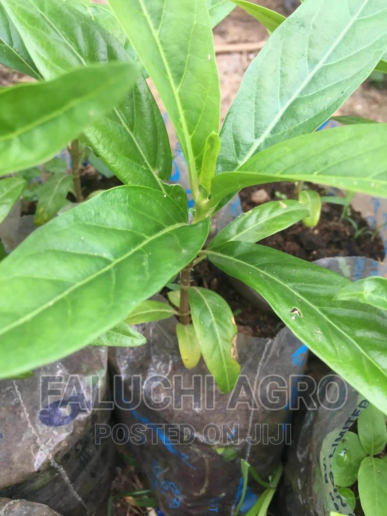 Dwarf Noni Seedlings
