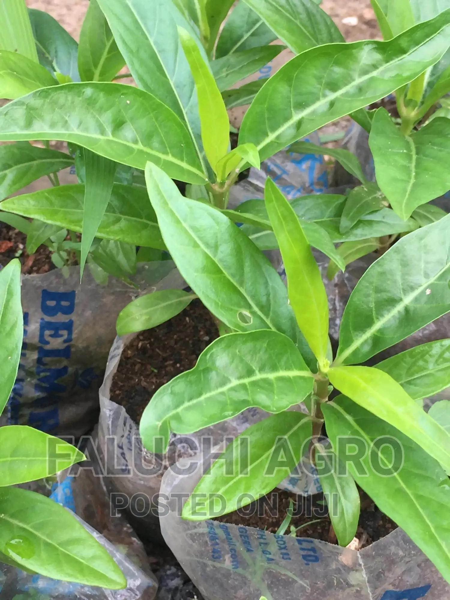 Dwarf Noni Seedlings
