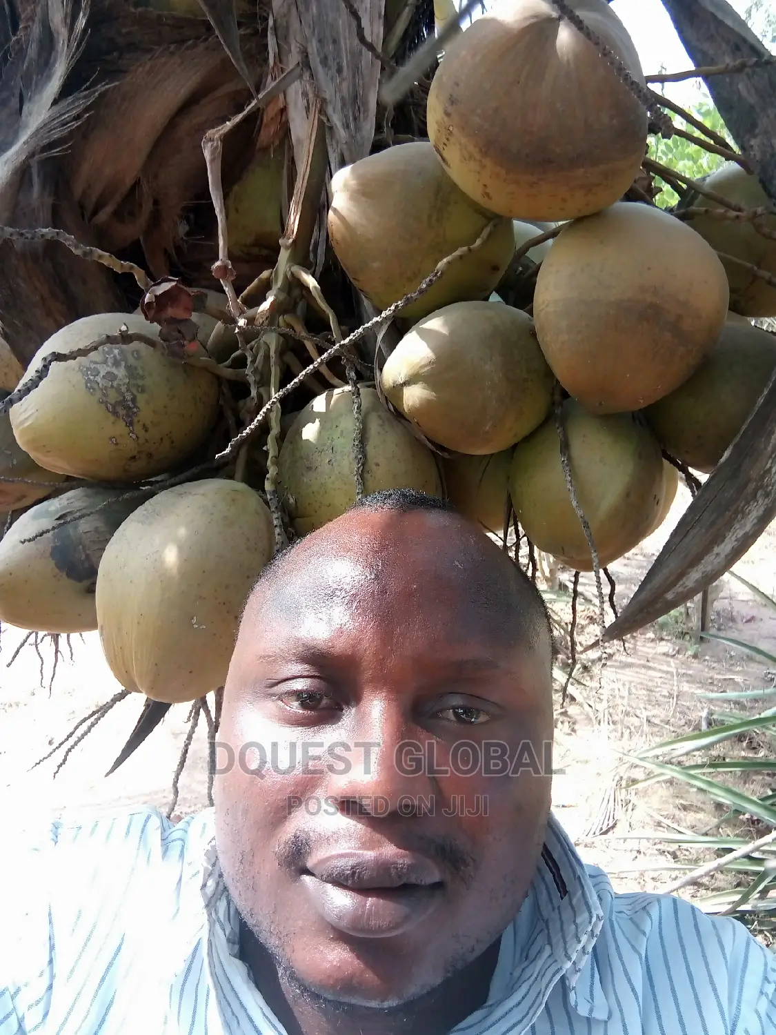 Dwarf And Hybrid Coconut Seedlings