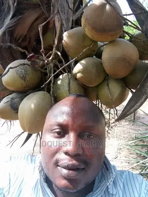 Dwarf And Hybrid Coconut Seedlings