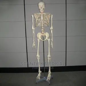 Life-Size 170 Cm Cheap Plastic Skeleton