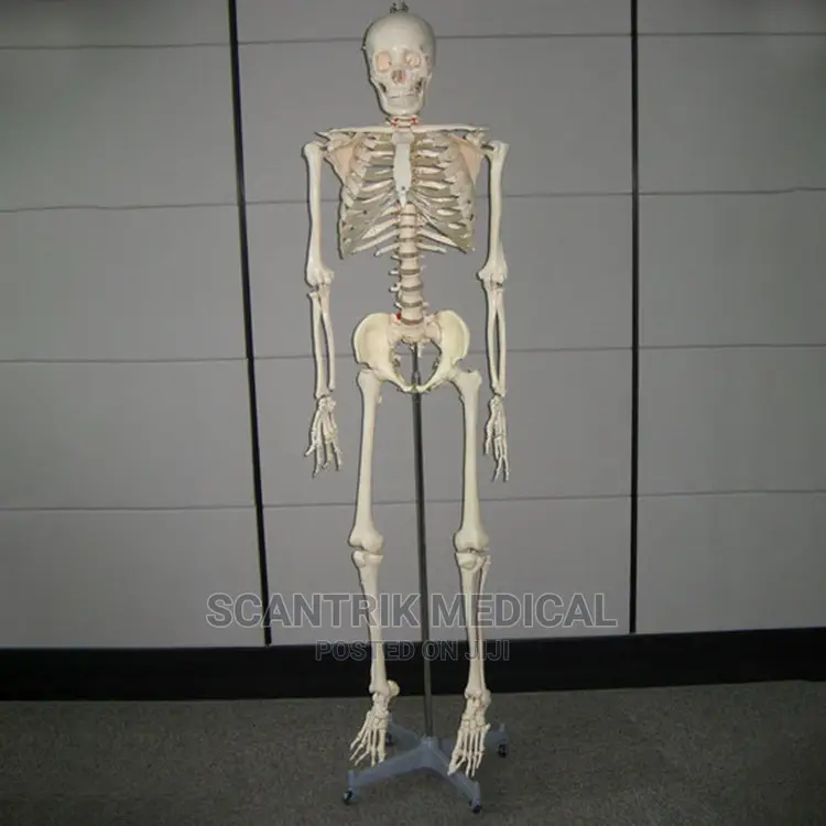 Life-Size 170 Cm Cheap Plastic Skeleton