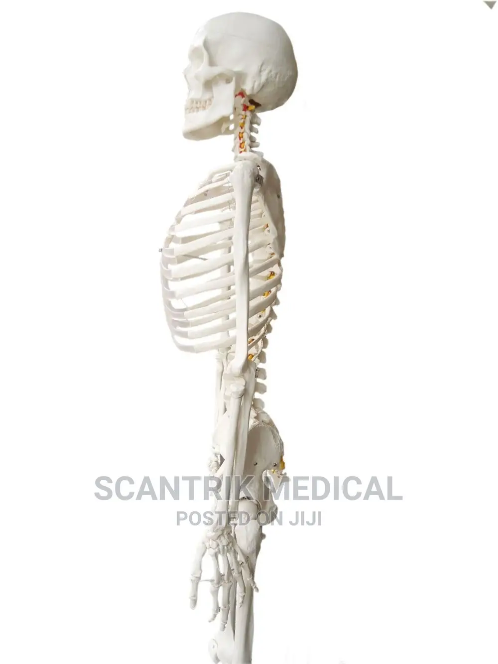 170cm Human Skeleton Model