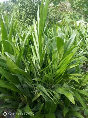 Oyebuk Farm Project and Nursery Garden No
