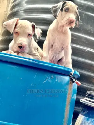 1-3 months Male Purebred Great Dane